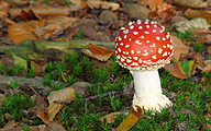 Fly Agaric (Amanita muscaria)